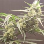 Seeds of Anarchy Gunk cannabis plant image 4