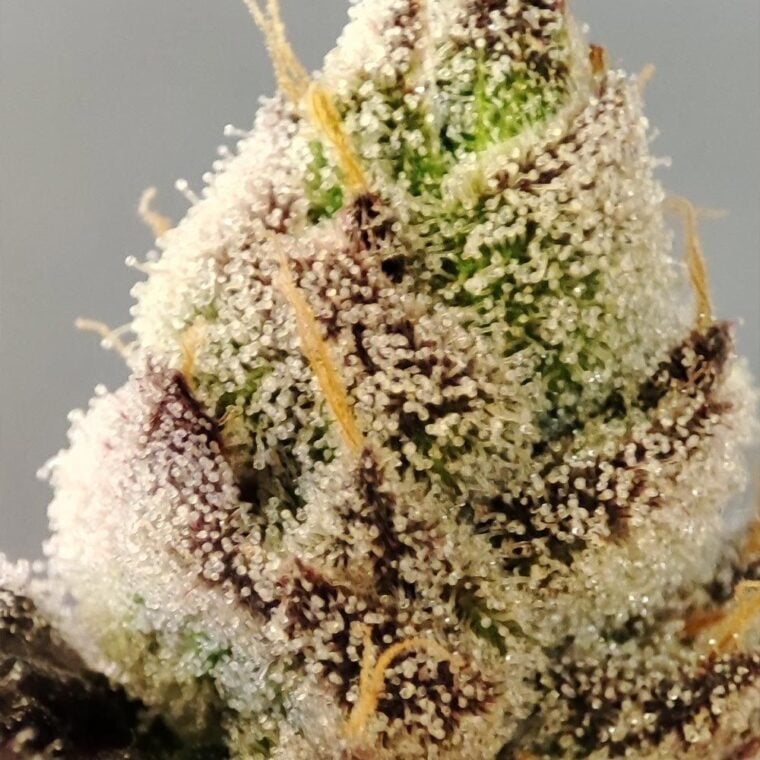 Seeds of Anarchy Naughty Dawg cannabis plant image 1