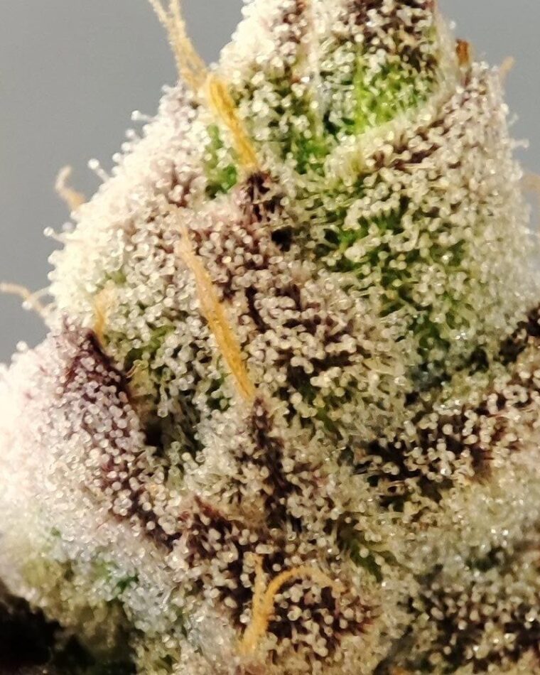 Seeds of Anarchy Naughty Dawg cannabis plant image 1
