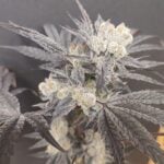Seeds of Anarchy Naughty Dawg cannabis plant image 2