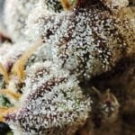 Seeds of Anarchy Naughty Dawg cannabis plant image 3
