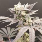 Seeds of Anarchy Naughty Dawg cannabis plant image 4