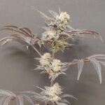 Seeds of Anarchy Naughty Dawg cannabis plant image 5