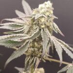 Seeds of Anarchy Slurpicle cannabis plant image 1