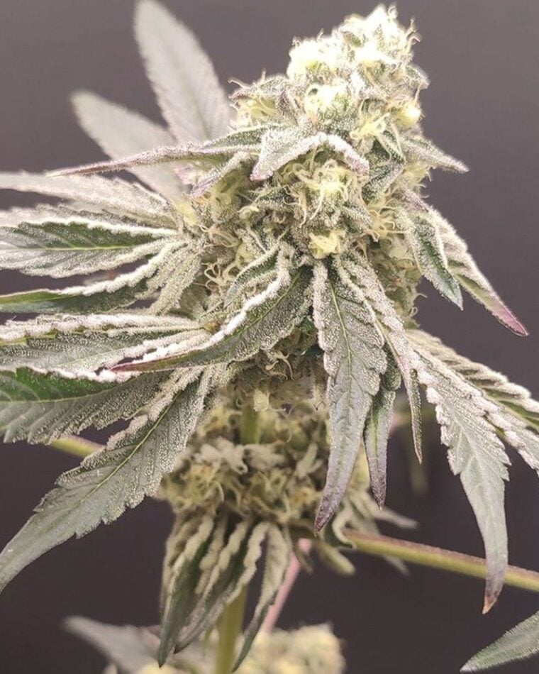 Seeds of Anarchy Slurpicle cannabis plant image 1