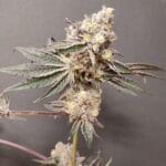 Seeds of Anarchy Slurpicle cannabis plant image 2