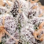 Seeds of Anarchy Slurpicle cannabis plant image 3