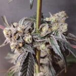 Seeds of Anarchy Slurpicle cannabis plant image 4