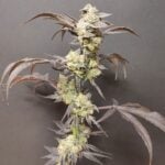 Seeds of Anarchy Spritzade cannabis plant image 1