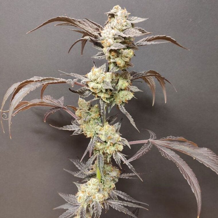 Seeds of Anarchy Spritzade cannabis plant image 1