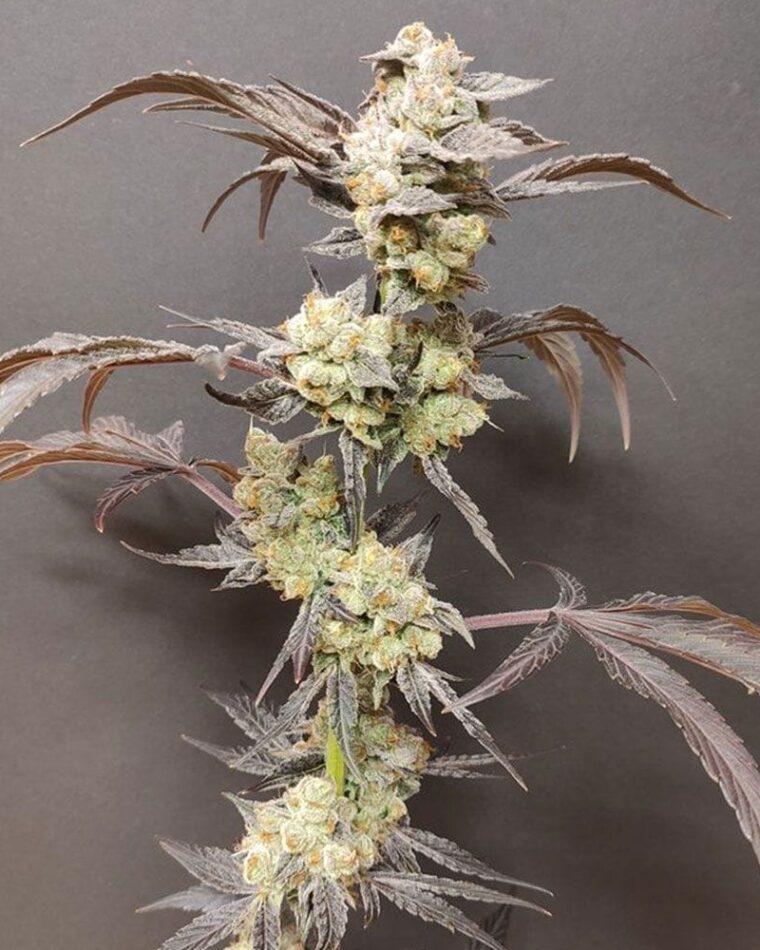 Seeds of Anarchy Spritzade cannabis plant image 1