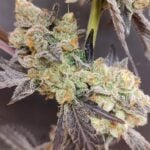 Seeds of Anarchy Spritzade cannabis plant image 2