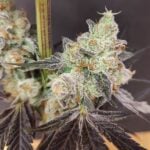 Seeds of Anarchy Spritzade cannabis plant image 3