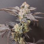 Seeds of Anarchy Spritzade cannabis plant image 4