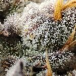 Seeds of Anarchy Spritzade cannabis plant image 5