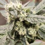 Seeds of Anarchy The Epstein List cannabis plant image 1