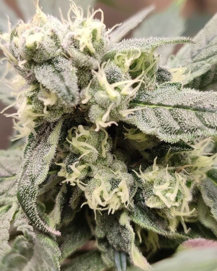 Seeds of Anarchy The Epstein List cannabis plant image 1