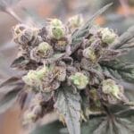 Seeds of Anarchy The Epstein List cannabis plant image 2