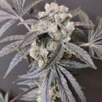 Seeds of Anarchy The Epstein List cannabis plant image 3