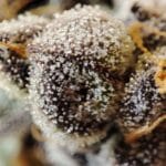 Seeds of Anarchy The Epstein List cannabis plant image 4