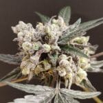 Seeds of Anarchy The Epstein List cannabis plant image 5
