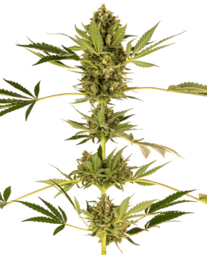 49 (Kush x Hindu Kush CBD)