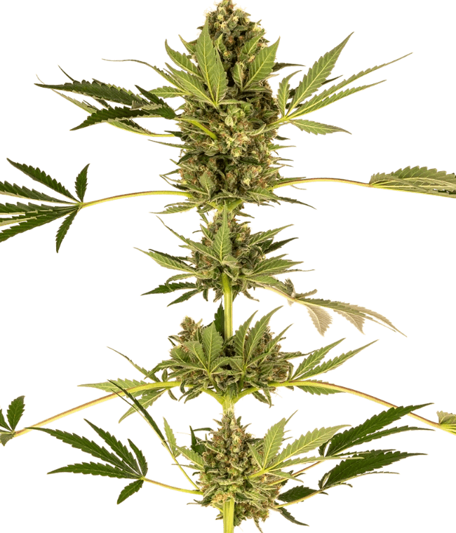 Sensi Research Seeds 49 (Kush x Hindu Kush CBD) cannabis plant image 1