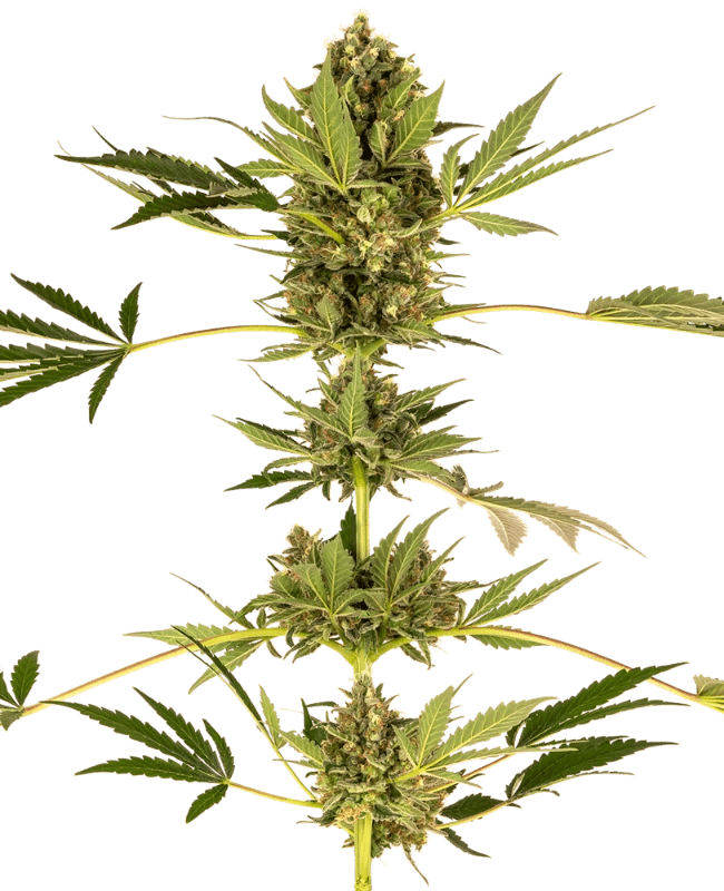 Sensi Research Seeds 49 (Kush x Hindu Kush CBD) cannabis plant image 1