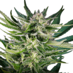 Serious Seeds Fruity Durban cannabis plant image 1