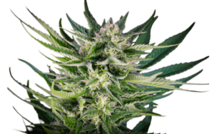 Fruity Durban