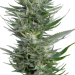 Serious Seeds Fruity Durban cannabis plant image 3