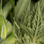 Serious Seeds Fruity Durban cannabis plant image 4