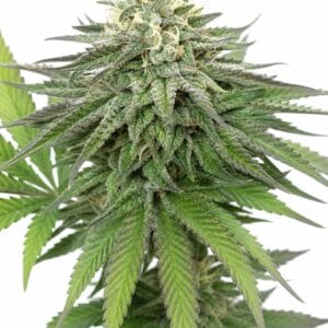 SFV OG by Seed City Bulk Cannabis Seeds plant image