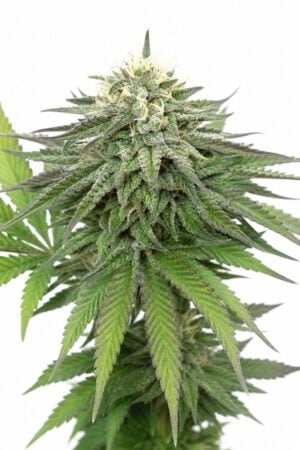 SFV OG