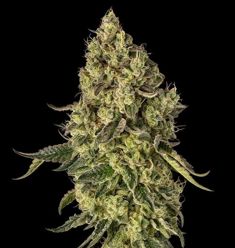 Silent Seeds Peach Cake cannabis plant image 1