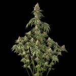 Silent Seeds Peach Cake cannabis plant image 2
