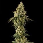 Silent Seeds Peach Cake cannabis plant image 3