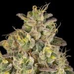 Silent Seeds Peach Cake cannabis plant image 4