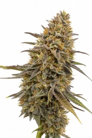 Skywalker x Girl Scout Cookies