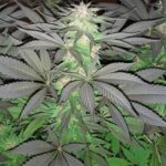 Soma Seeds 5G cannabis plant image 1