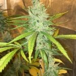 Soma Seeds Amnesia Haze cannabis plant image 1