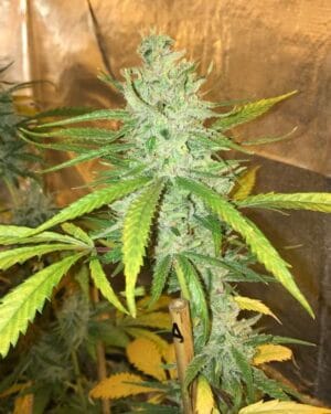 Amnesia Haze