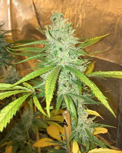 Soma Seeds Amnesia Haze cannabis plant image 1