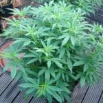 Soma Seeds Buddha’s Sister cannabis plant image 1