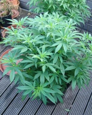 Buddha’s Sister