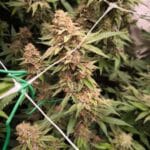 Soma Seeds Jacob Green cannabis plant image 1