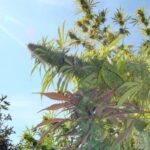 Soma Seeds Kushadelic cannabis plant image 1