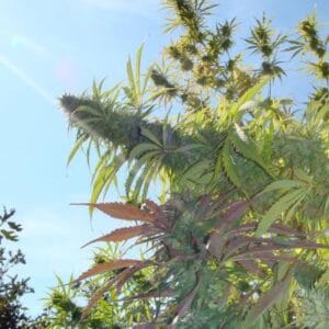 Soma Seeds Kushadelic cannabis plant image 1