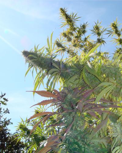 Soma Seeds Kushadelic cannabis plant image 1