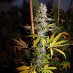 Soma Seeds Lavender #1 cannabis plant image 1